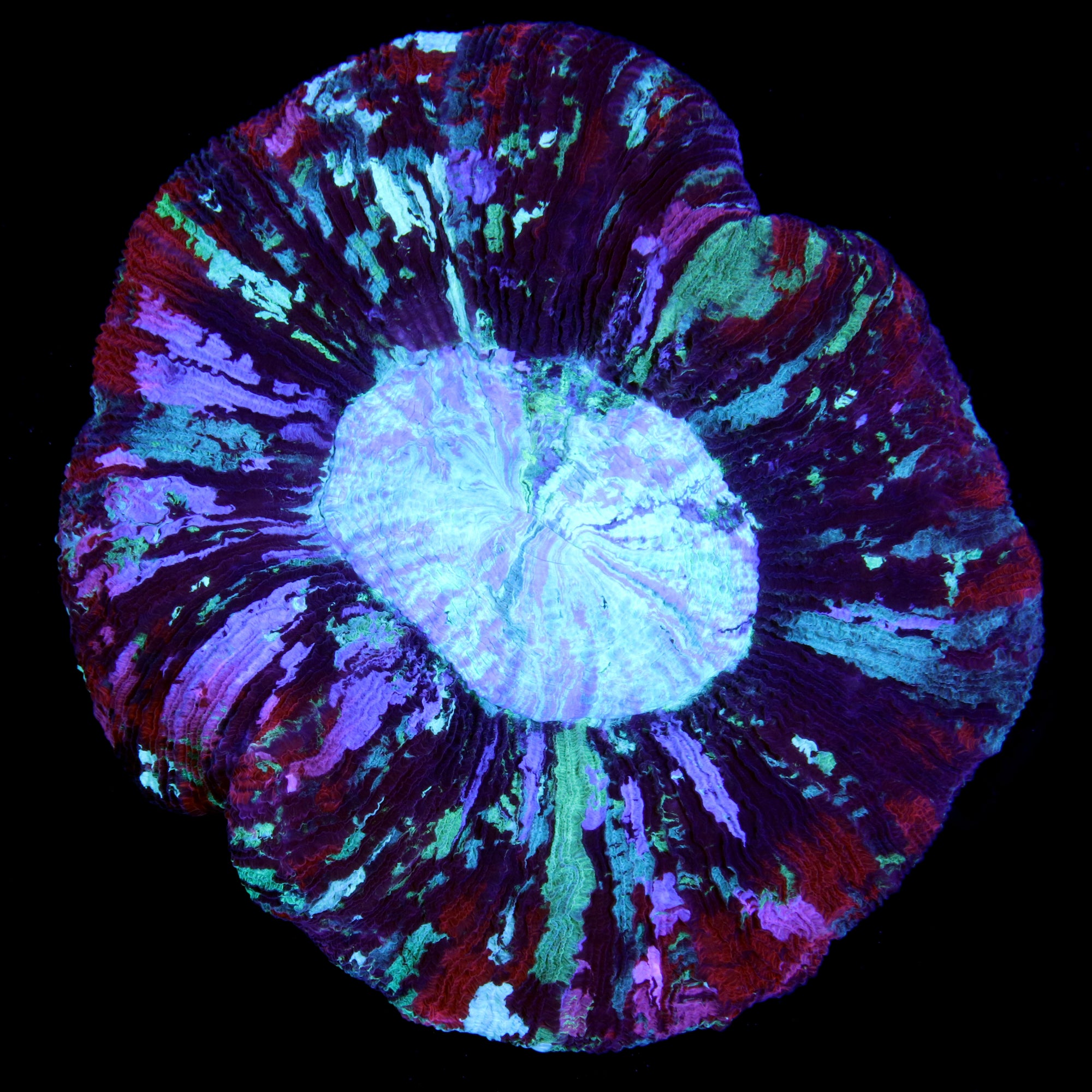 Master Rainbow Trachyphyllia Coral