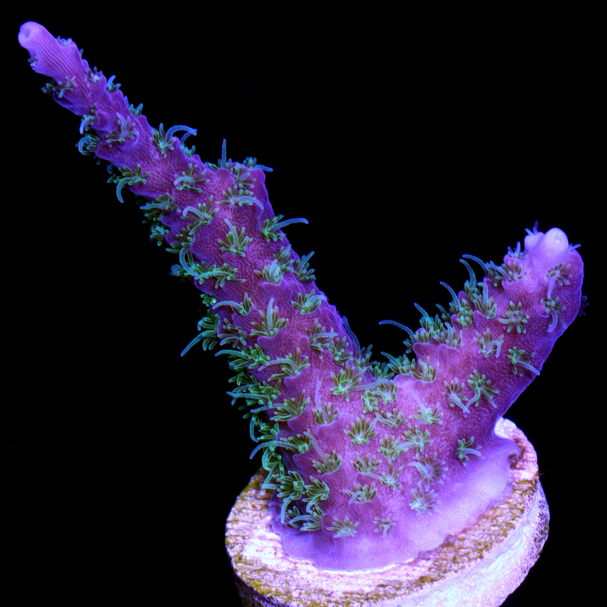 Vivid's Razzmatazz Acropora Coral