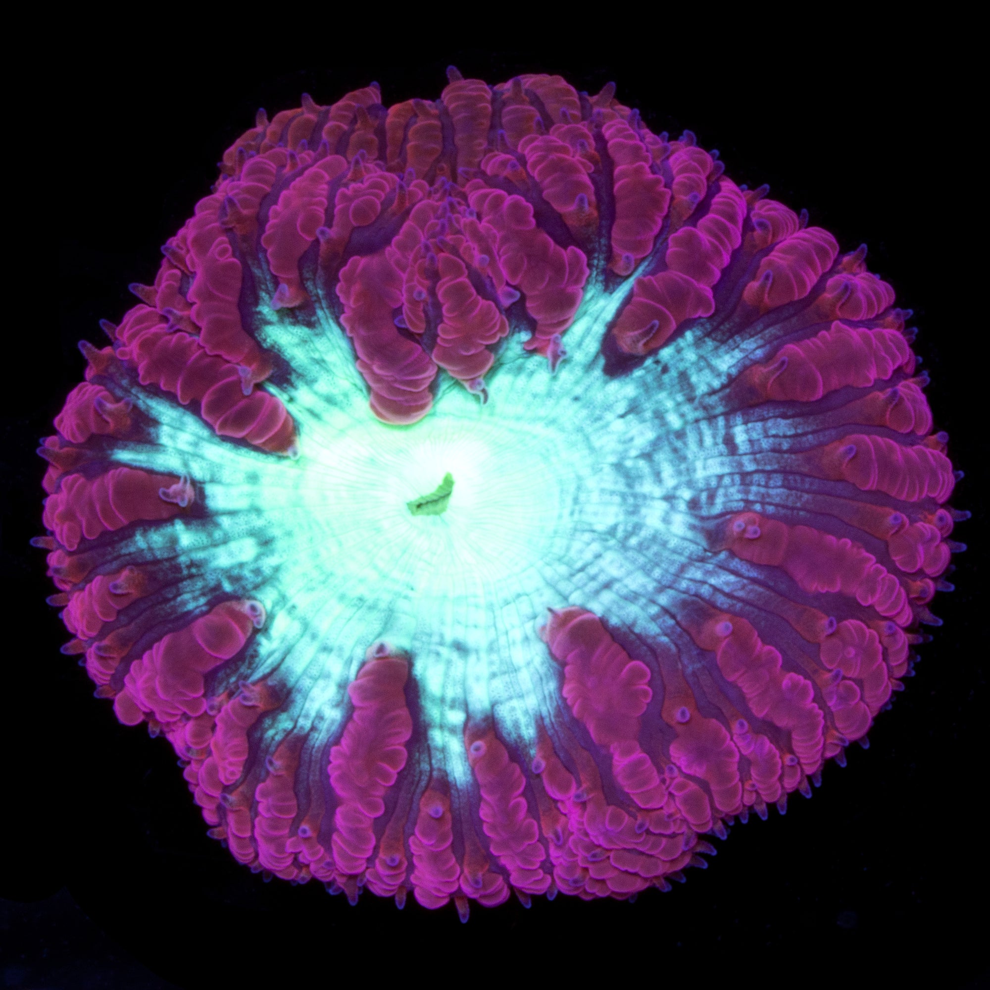 Red & Green Blastomussa Wellsi Coral