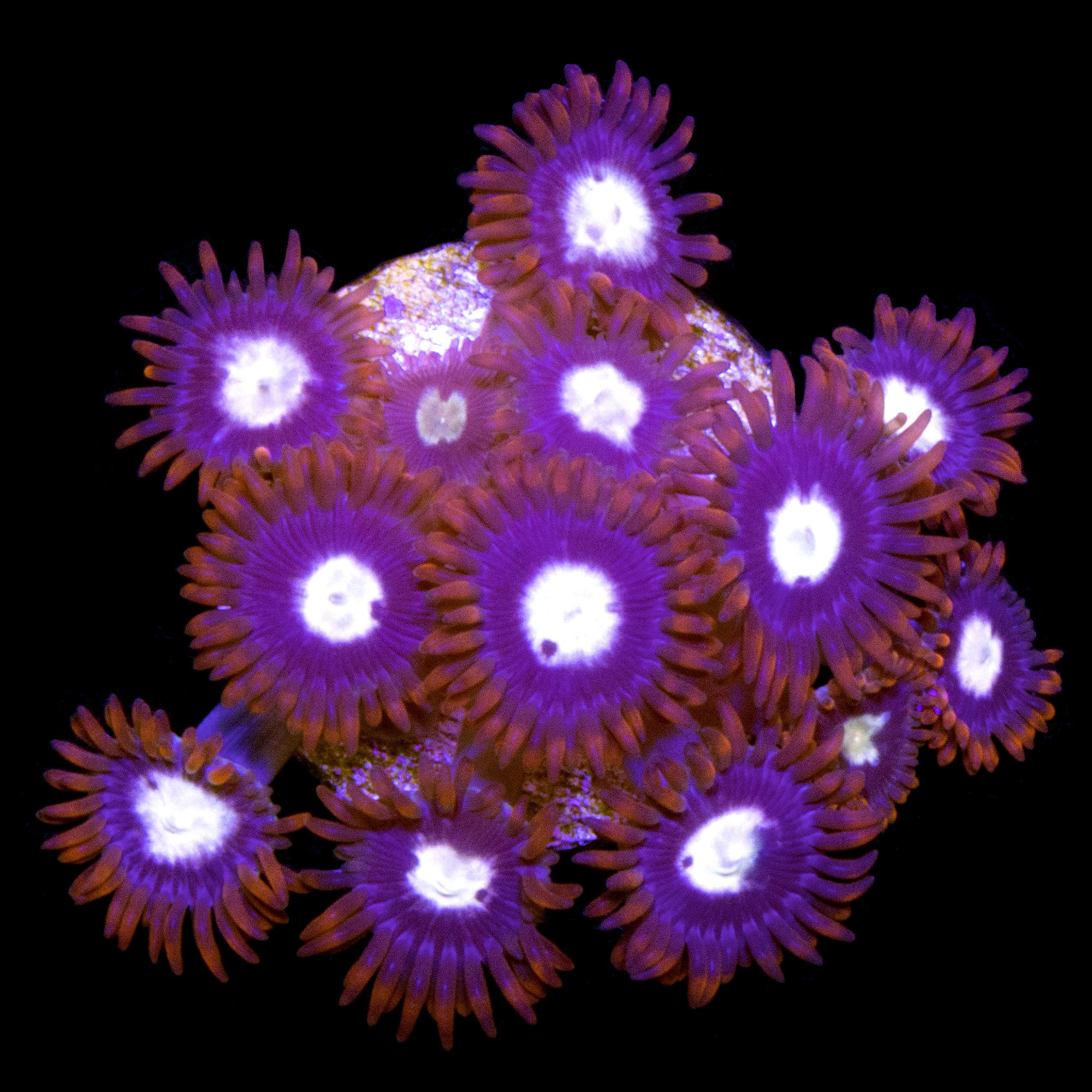Vivid's Starfire Zoanthids