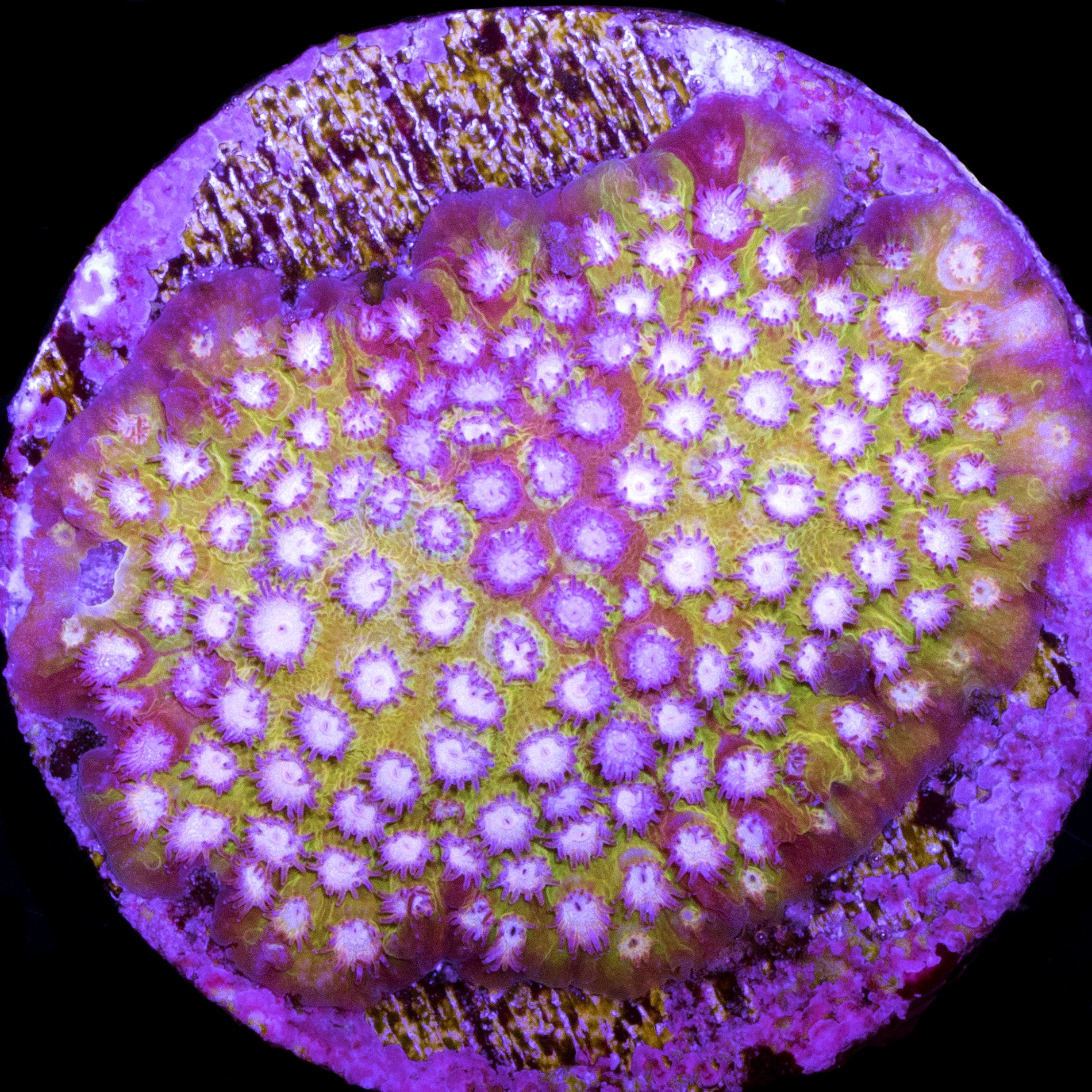 Vivid's Strawberry Lemonade Cyphastrea Coral