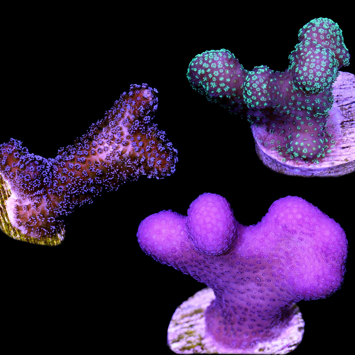 Assorted Stylophora Coral Frag Pack