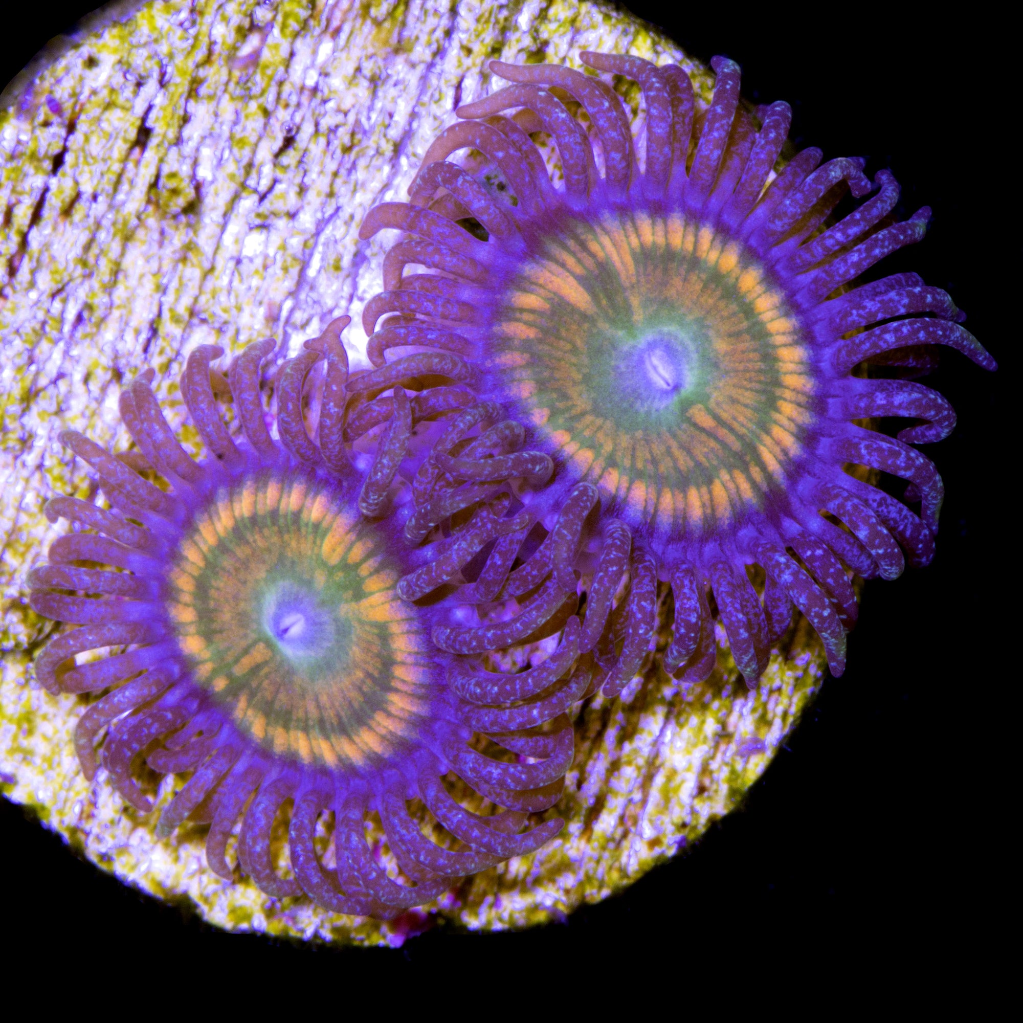 Sunny D Zoanthids