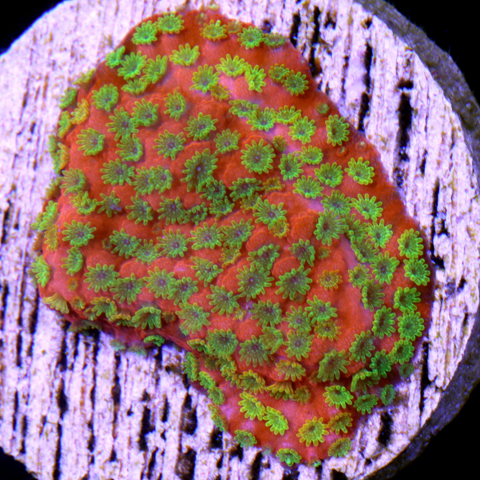 Sunset Montipora Coral