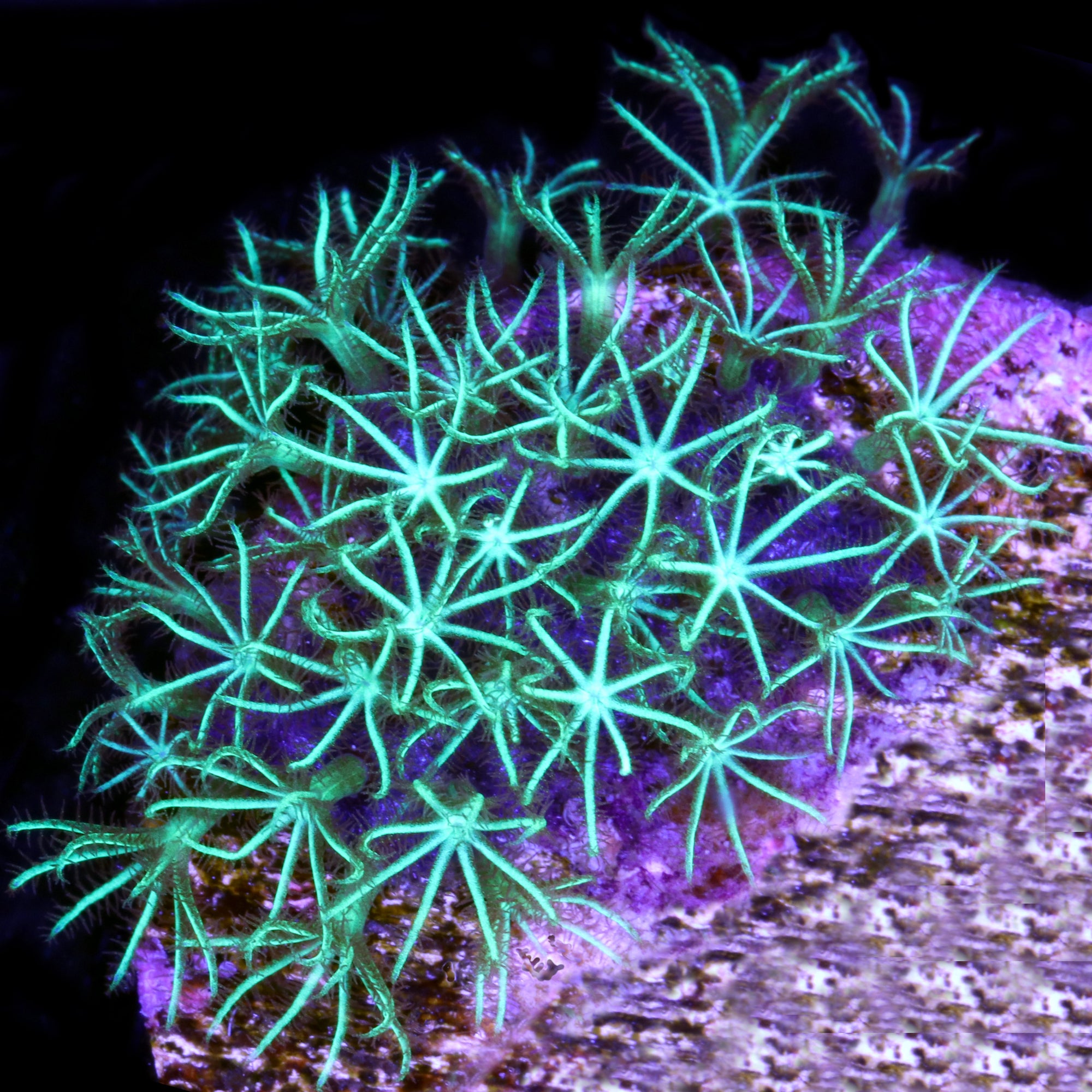 Super Green Star Polyps