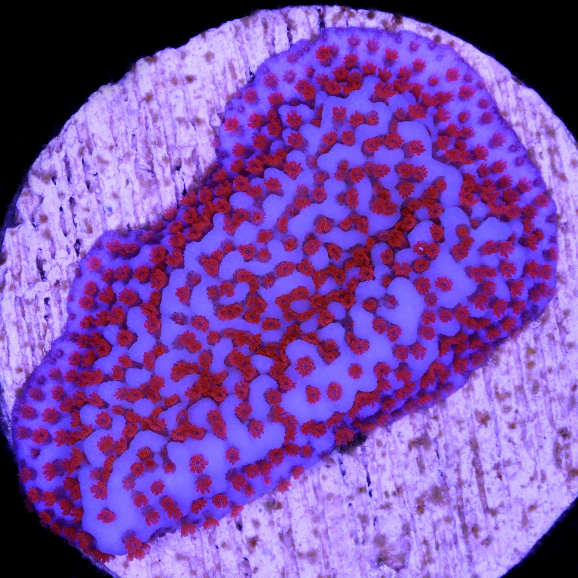 Superman Montipora Coral