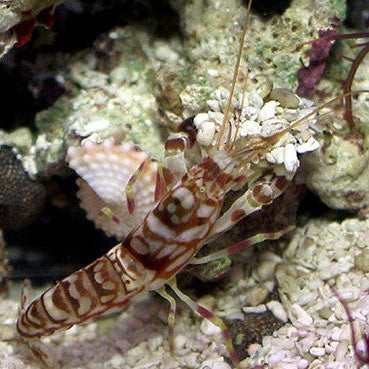 Tiger Pistol Shrimp