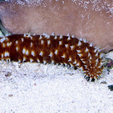 Tiger Tail Cucumber