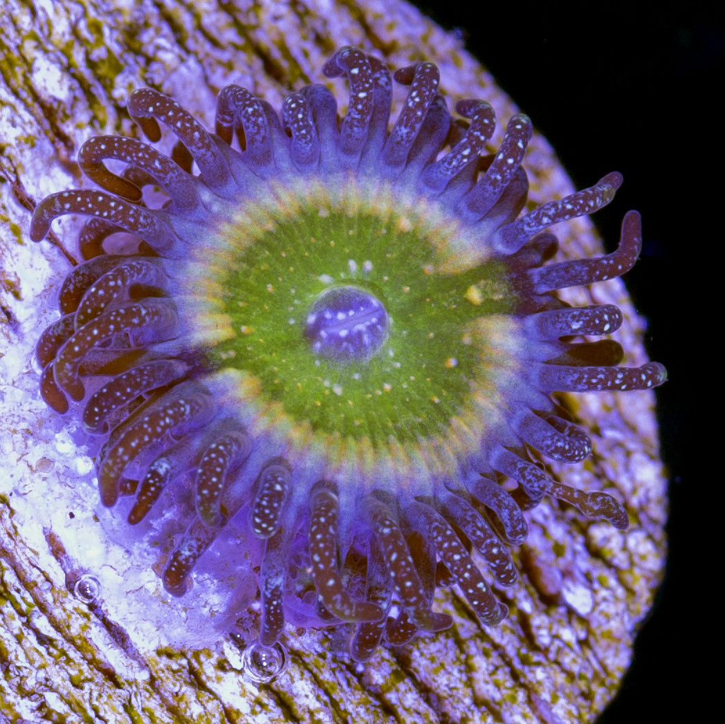 Tinkerbell Zoanthids