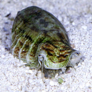 Tonga Fighting Conch