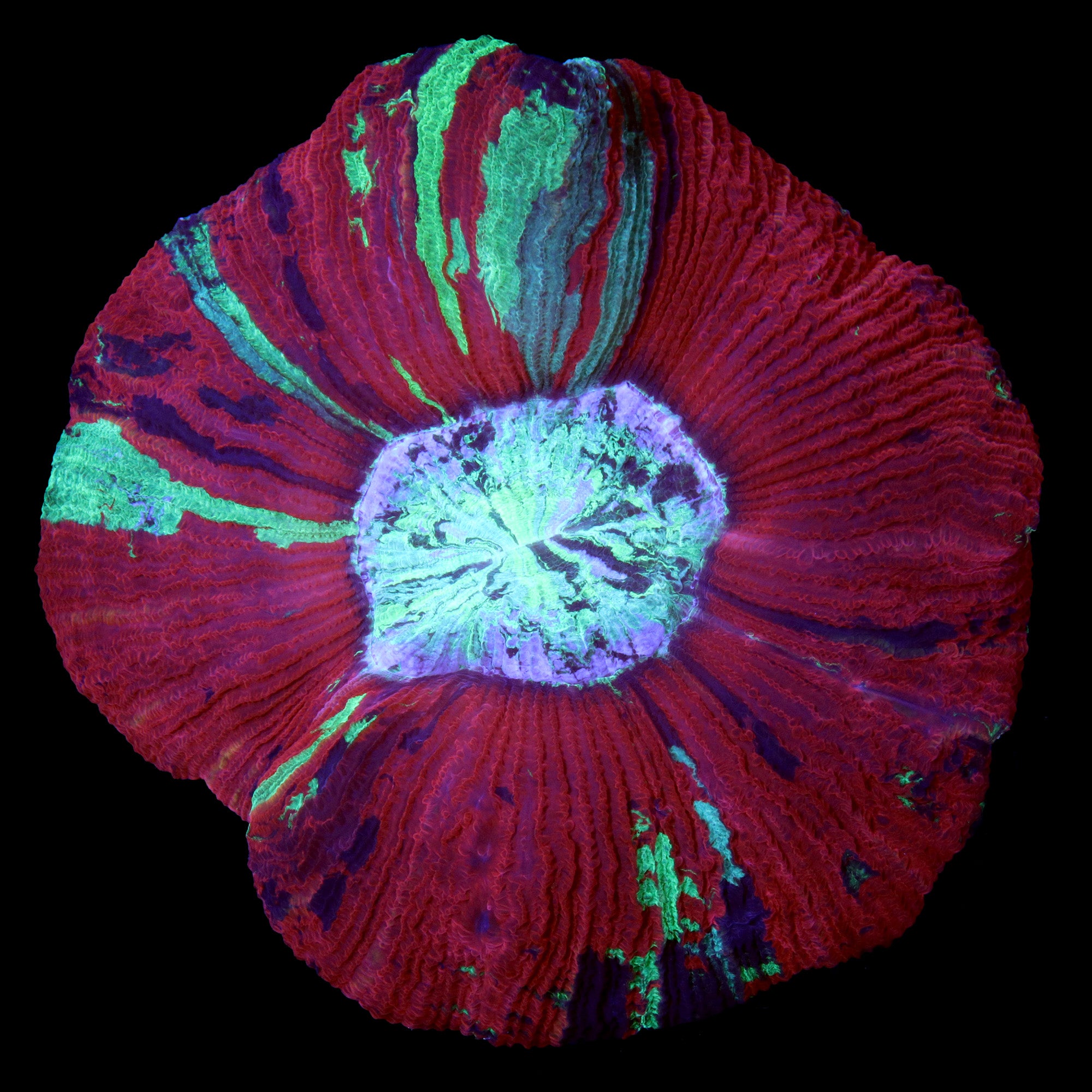 Ultra Trachyphyllia Coral