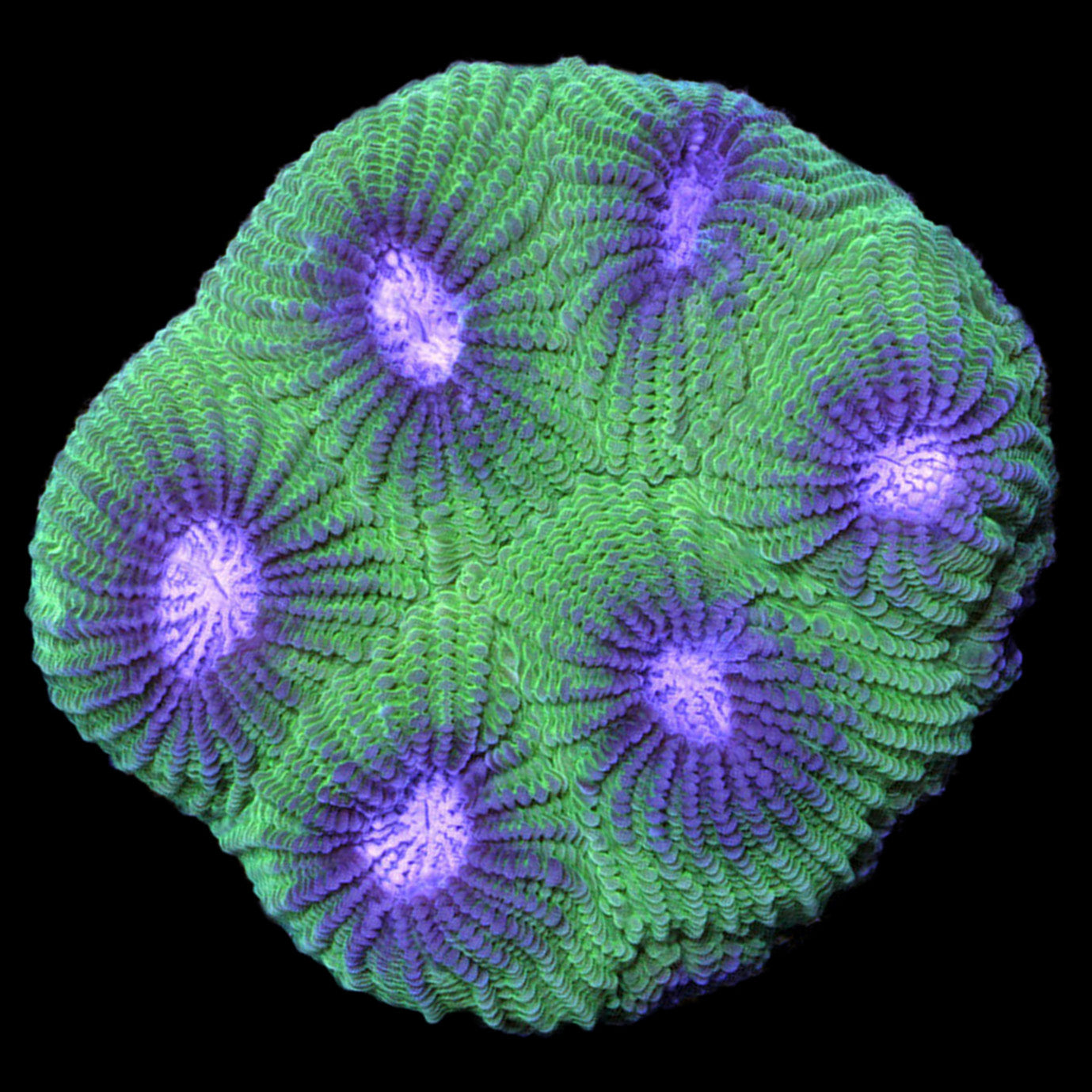 Vivid Diploastrea Coral