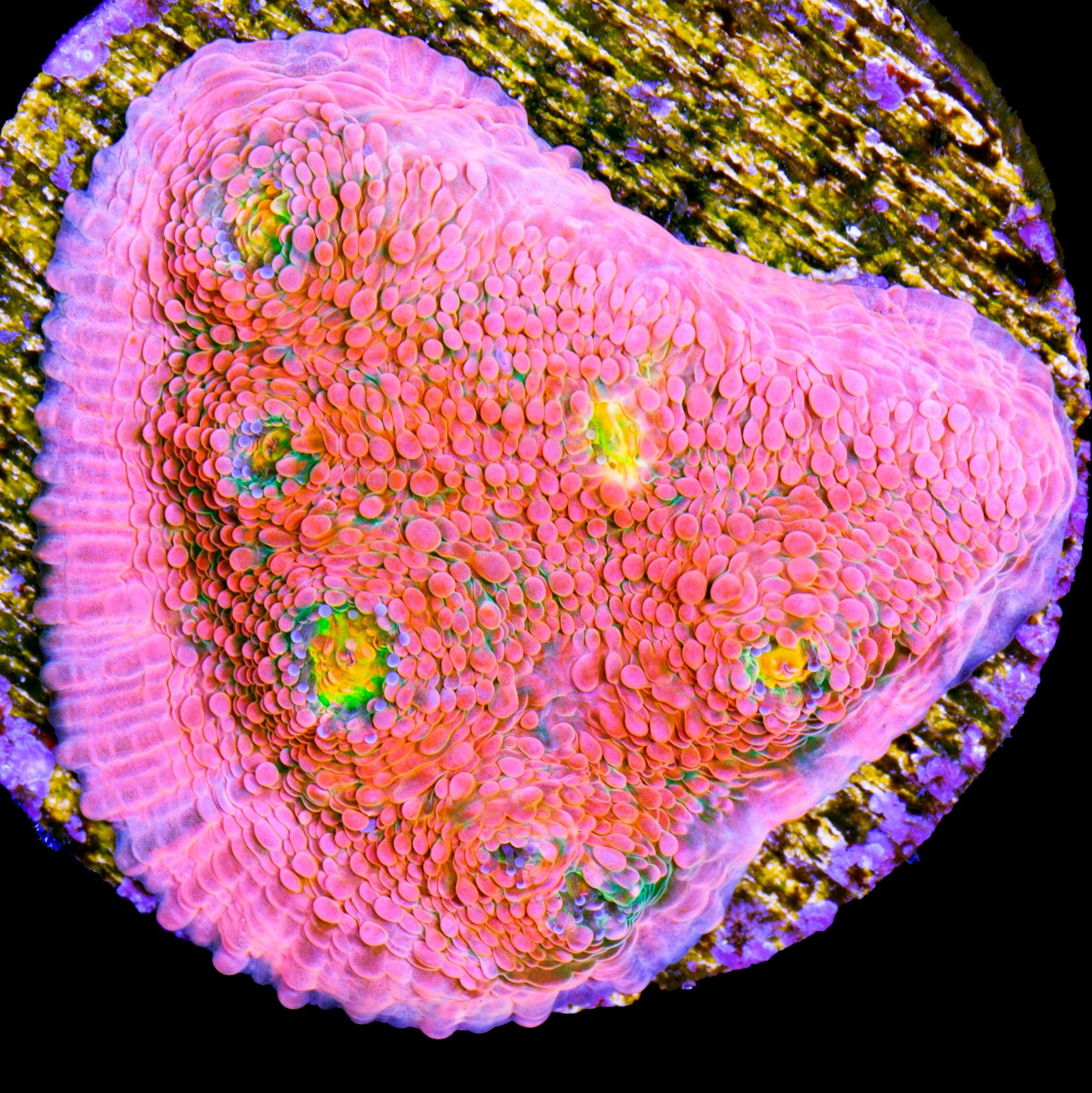 Original Vivid Echinophyllia Coral