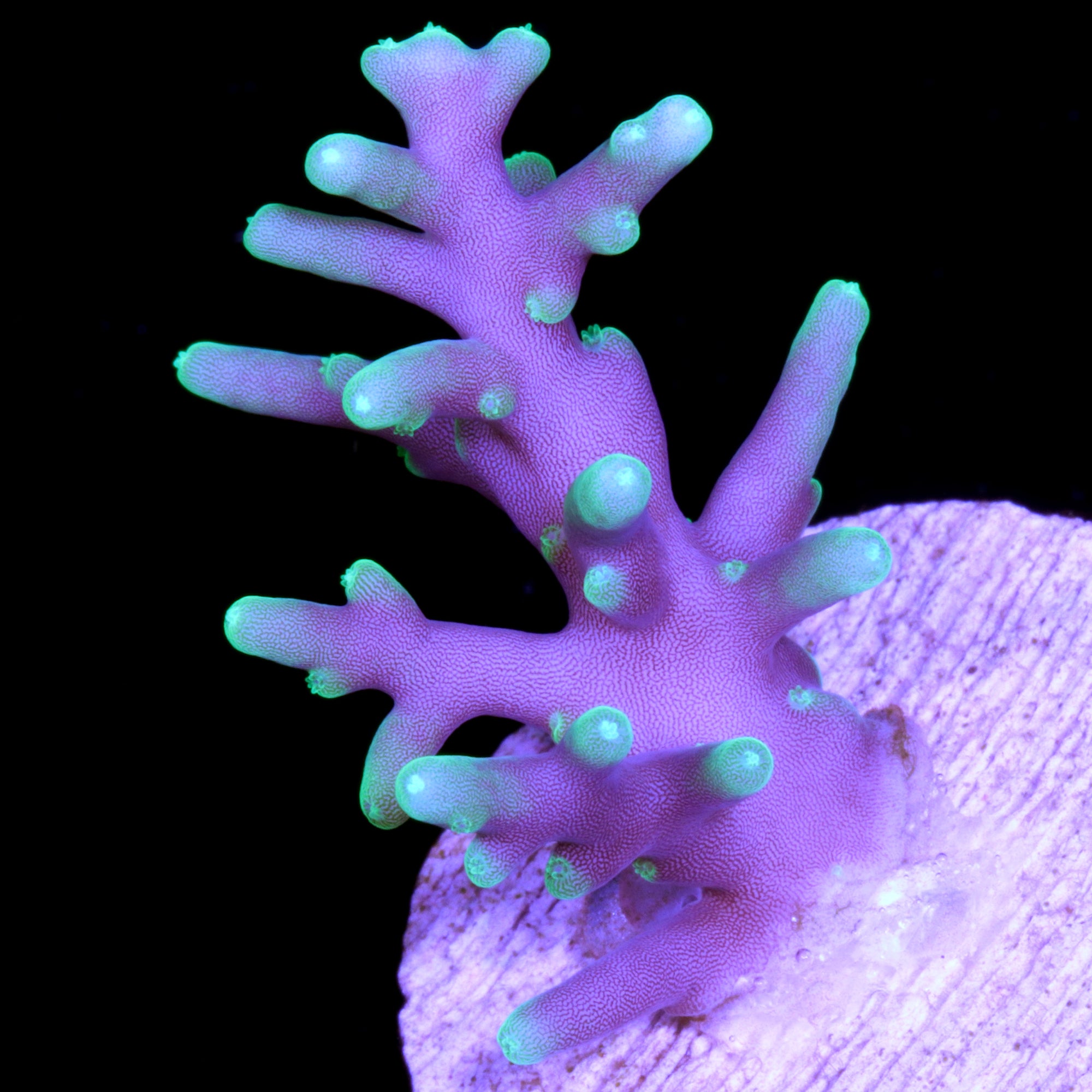 Vivid's Space Dragon Acropora Coral