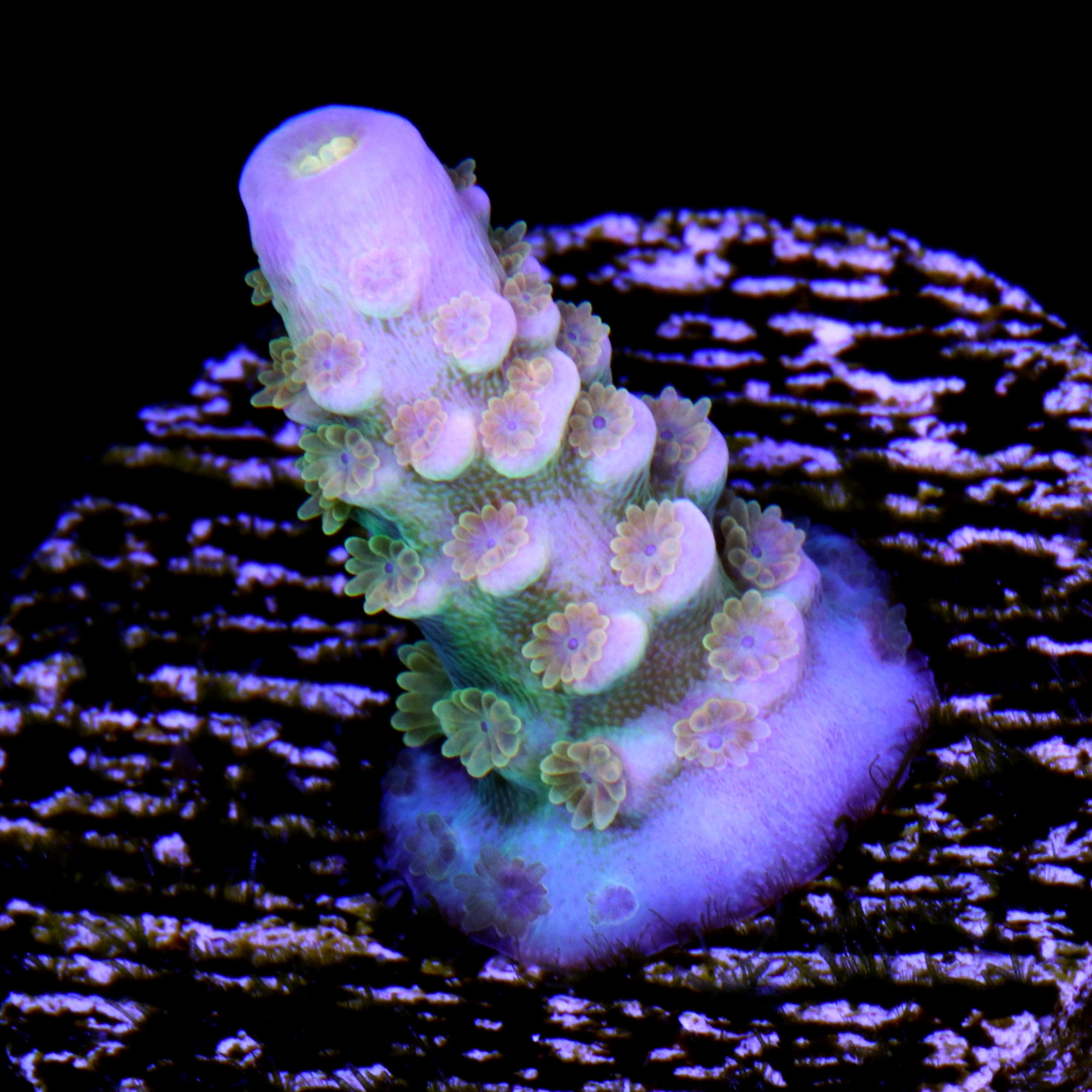 Walt Disney Acropora Coral