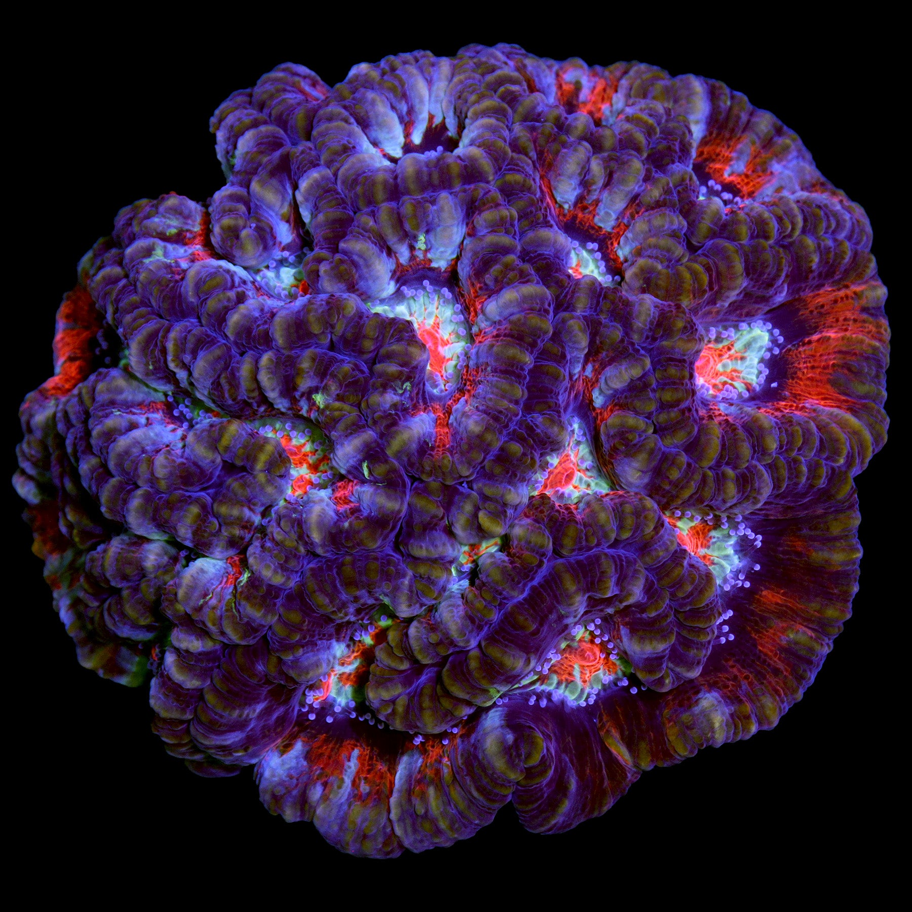 Ultra Symphyllia Wilsoni Coral Colony
