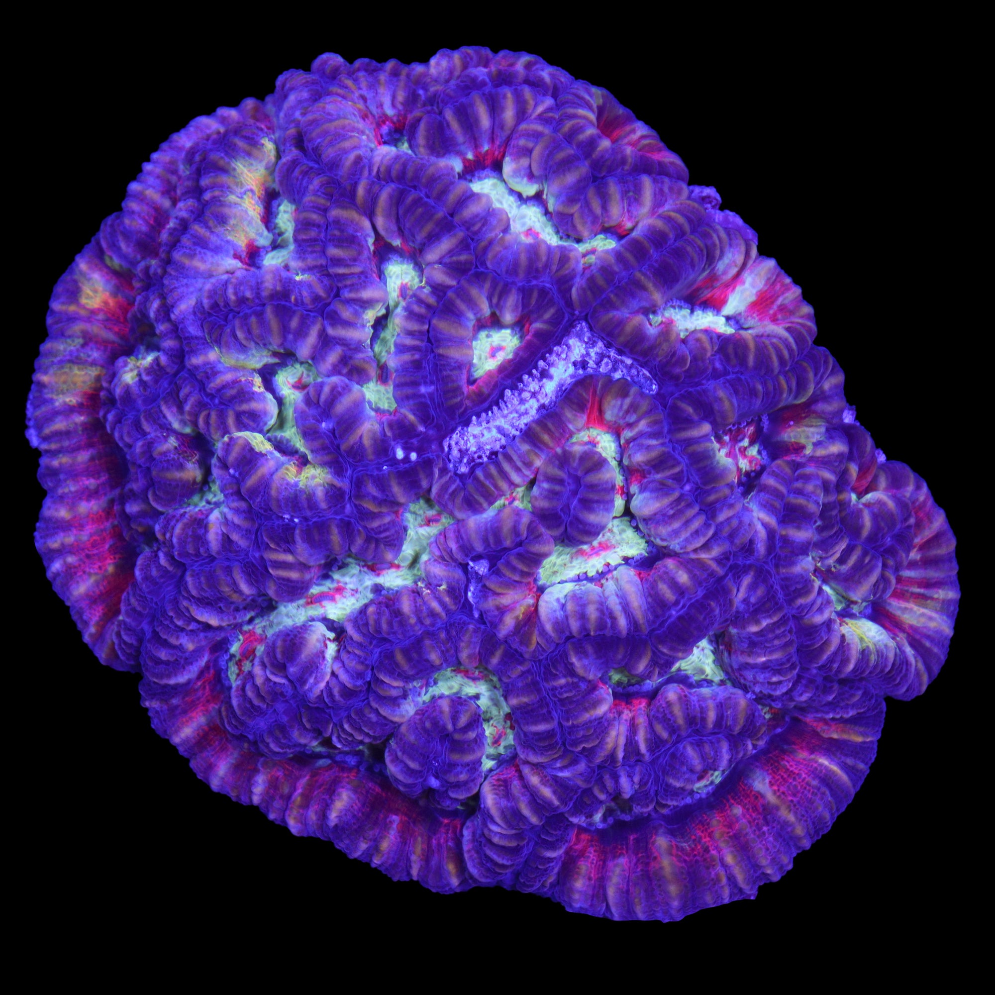 Ultra Symphyllia Wilsoni Coral Colony