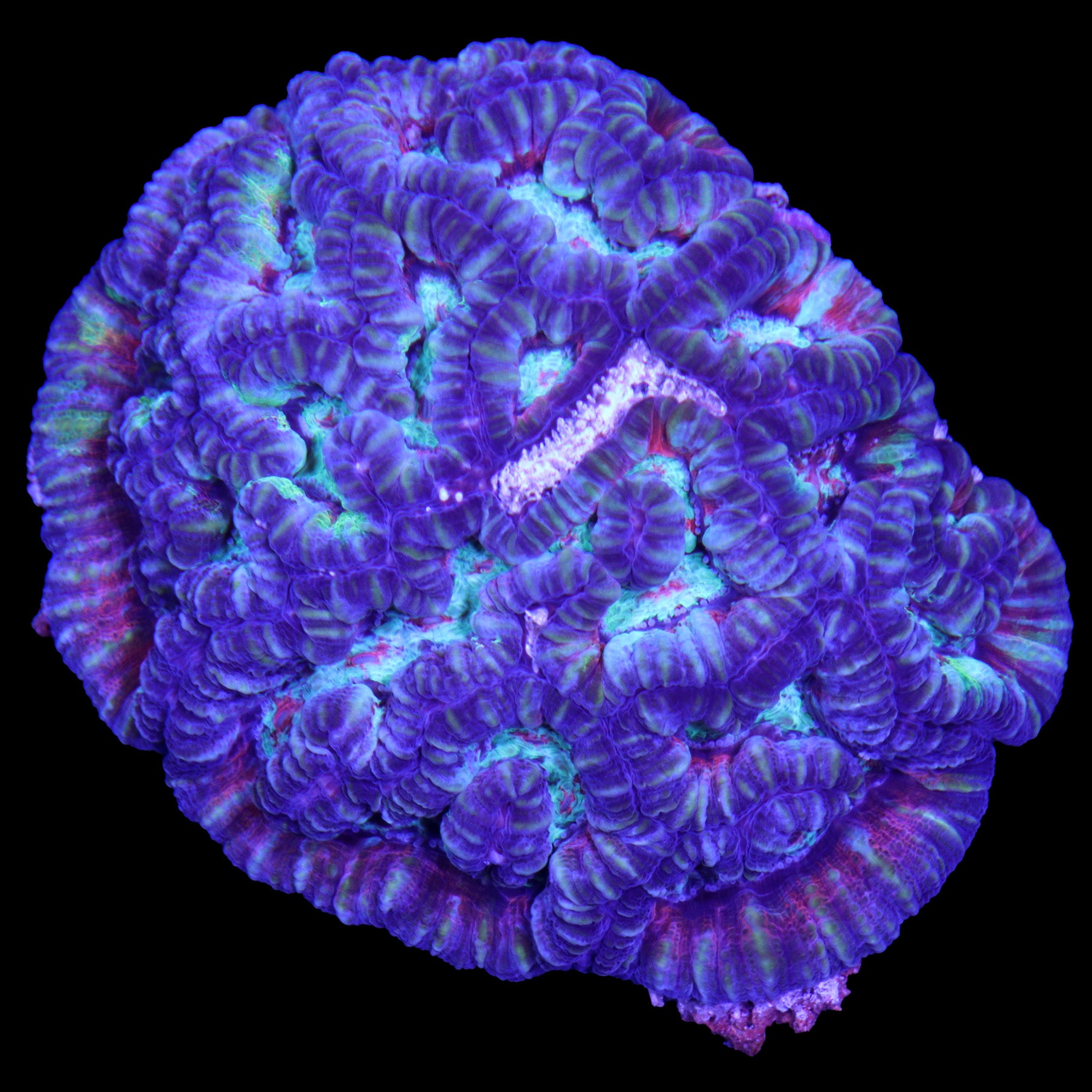 Ultra Symphyllia Wilsoni Coral Colony