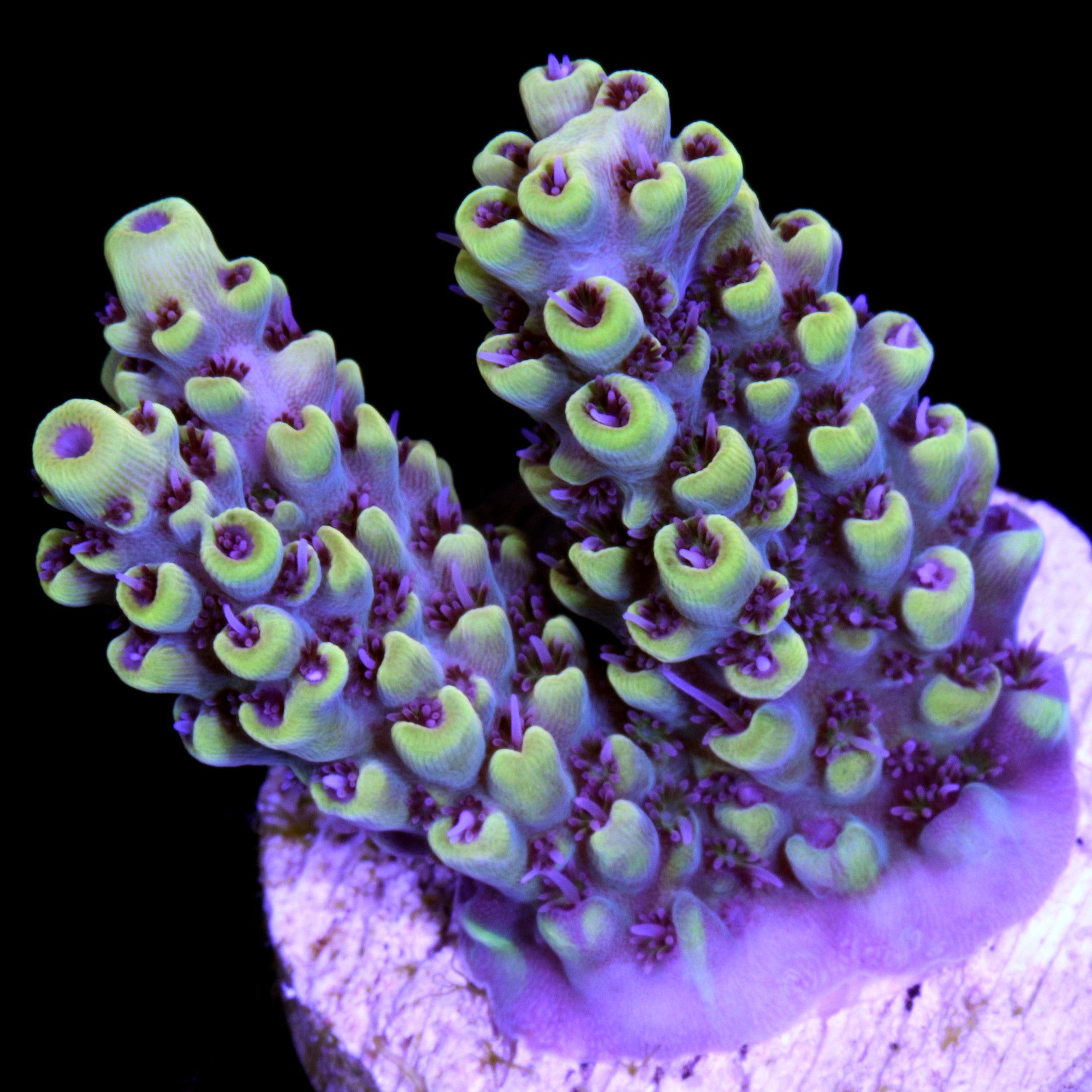 Yellow Jacket Acropora Coral