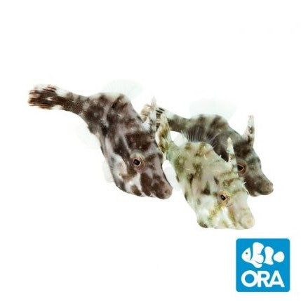 ORA Aiptasia Eating Filefish