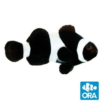 ORA Black and White Clownfish - Captive Bred Ocellaris