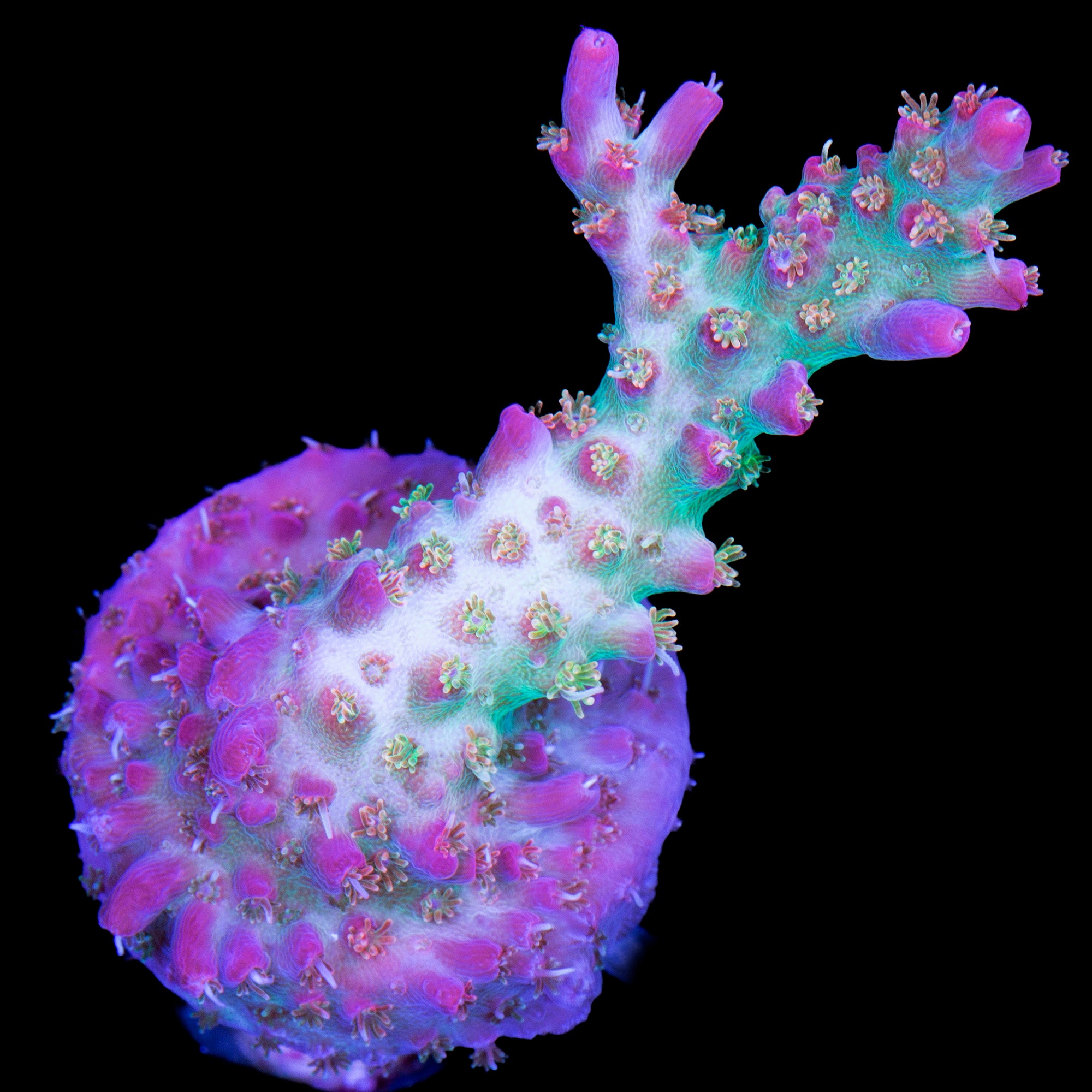 Vivid's Confetti Acropora Coral