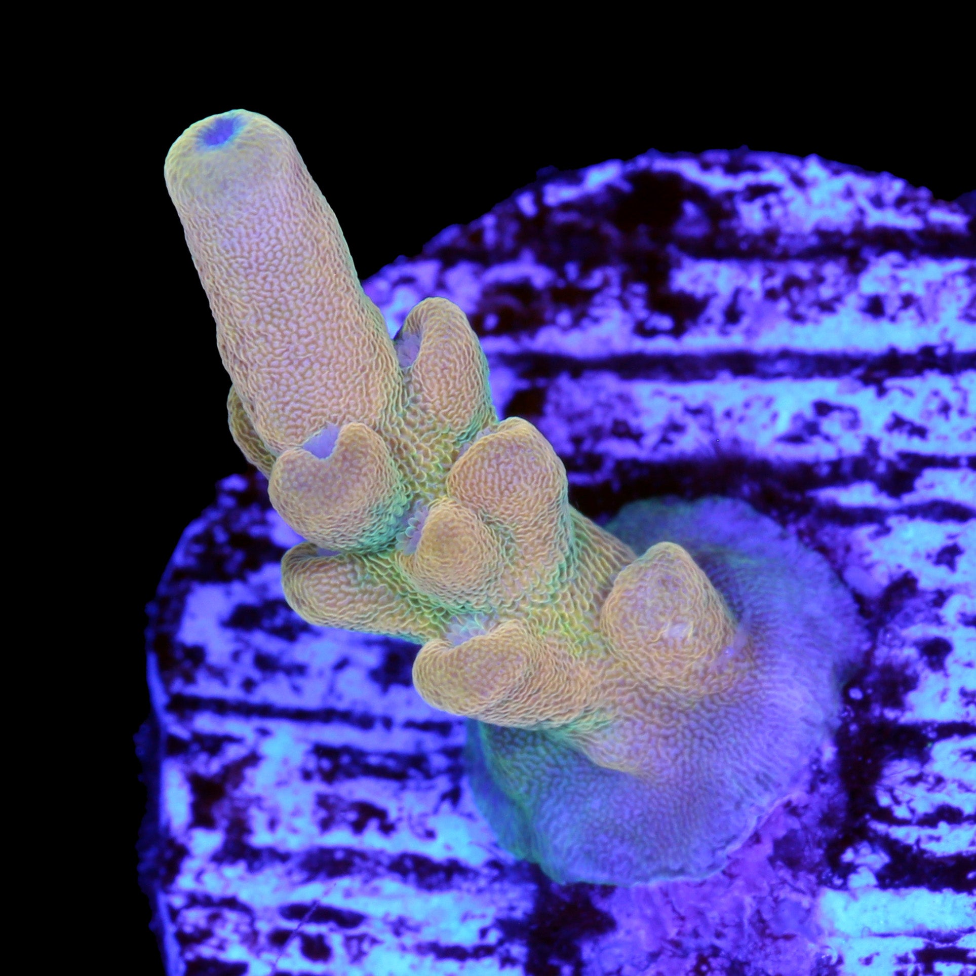 RRC Jawdropper Acropora Coral