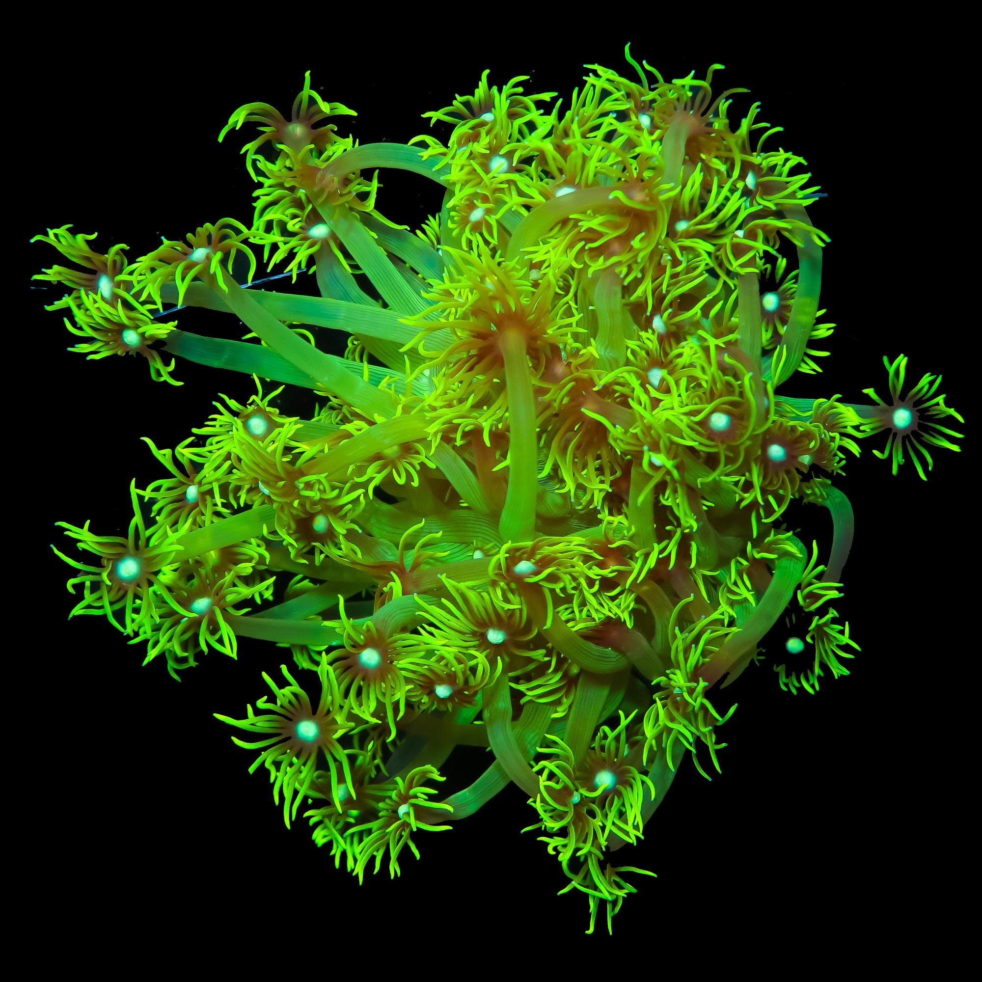 Neon Green Goniopora Coral Colony