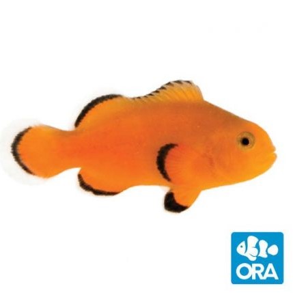 ORA Naked Ocellaris Clownfish - Captive Bred