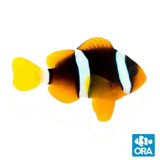 ORA Solomon Island Clarkii Clownfish - Captive Bred