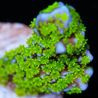 Tubs Montipora Stellata Coral