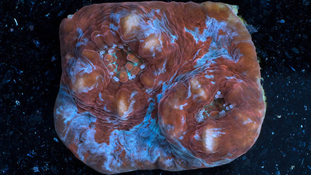 Echinophyllia Corals