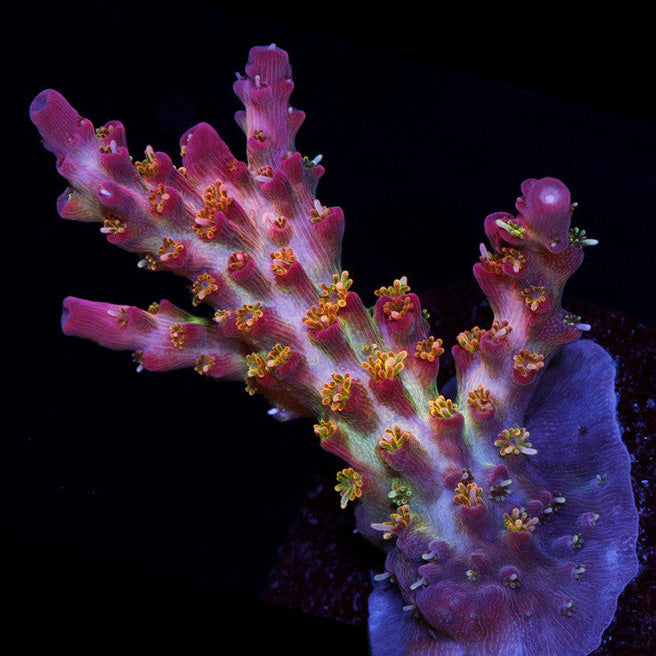 WYSIWYG Acropora