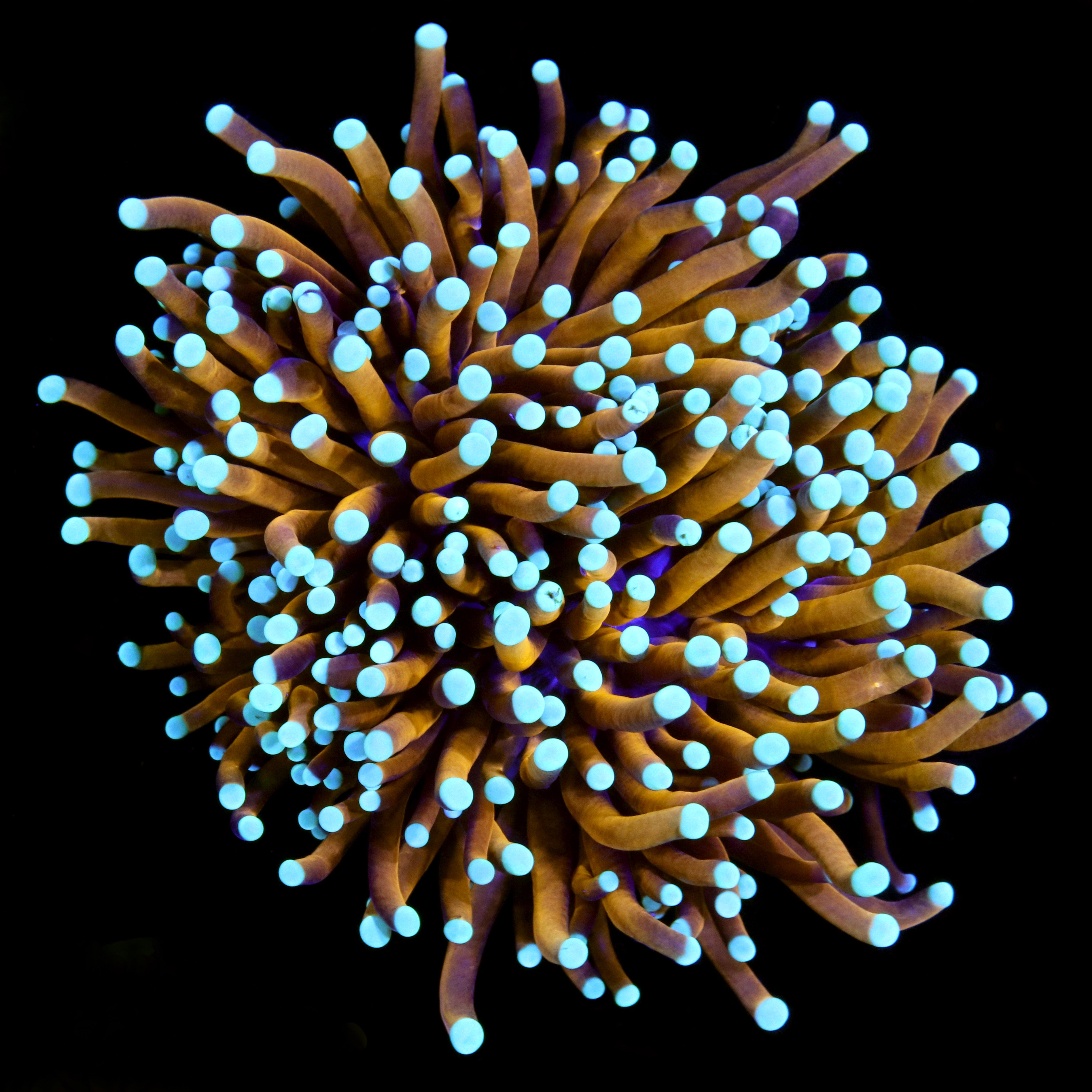 WYSIWYG Coral