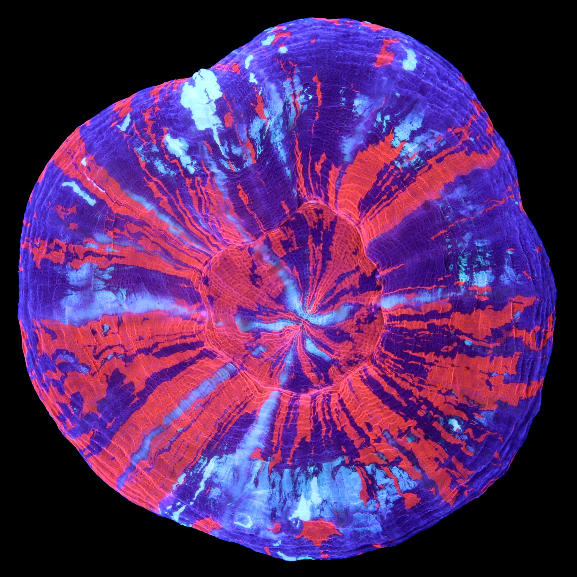 WYSIWYG Scolymias, Trachyphyllias & Wellsophyllias