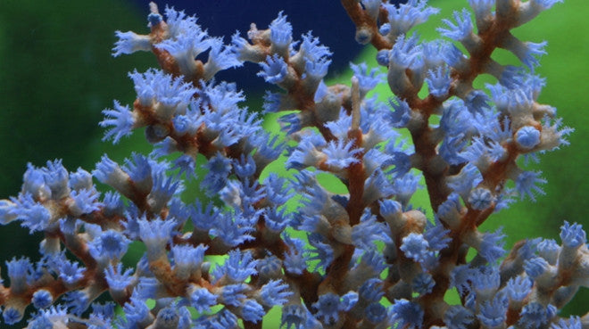 Live Corals & Inverts