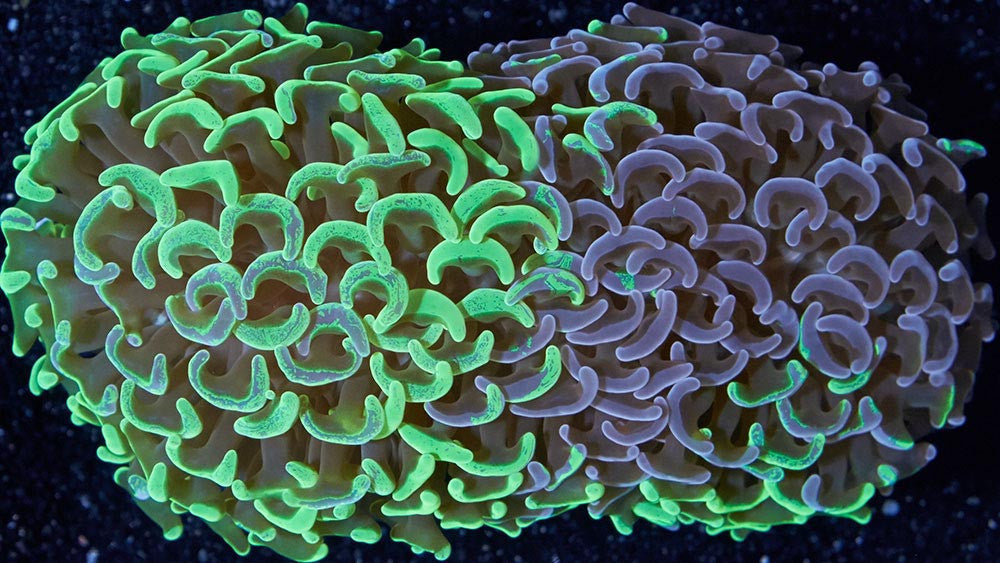 Beginner Coral and Inverts