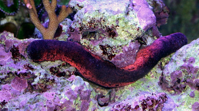 Sea Cucumbers