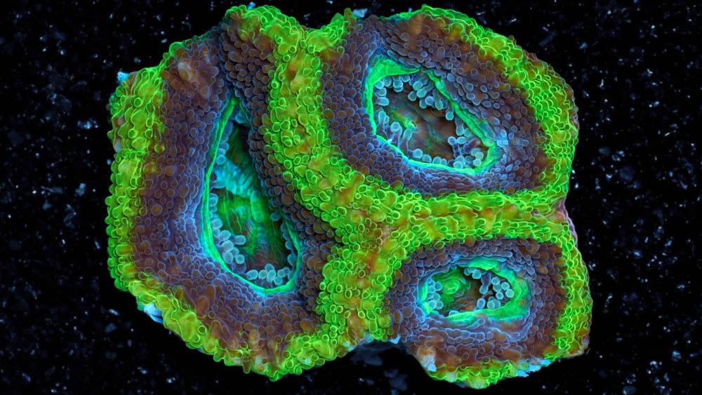 LPS Coral Frags