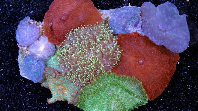 Mushroom Corals