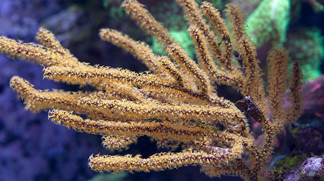 Sea Fans