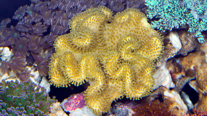 Soft Corals