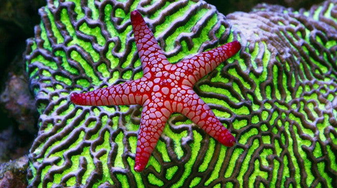 Starfish For Sale