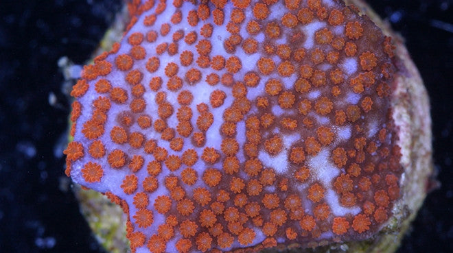 Montipora Corals