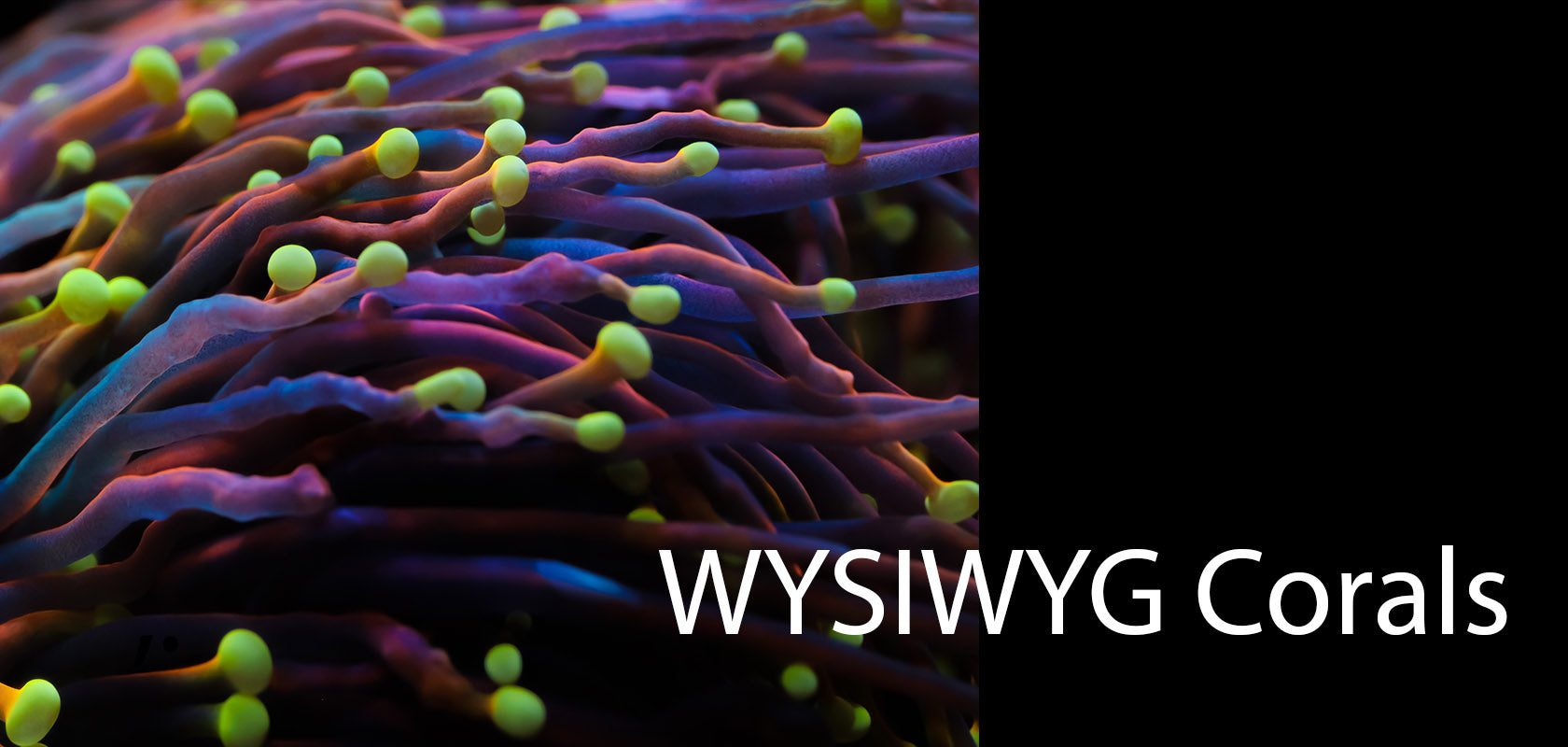 WYSIWYG Coral