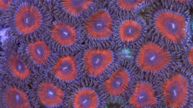 Polyps & Zoanthids