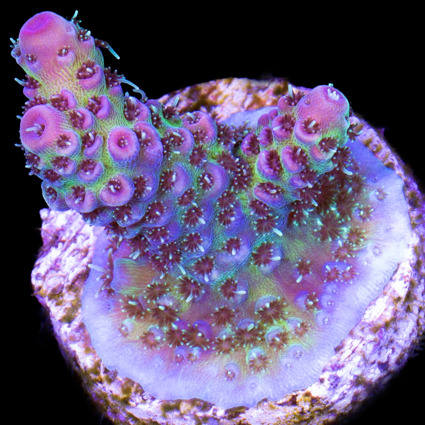 Festive Acropora Coral