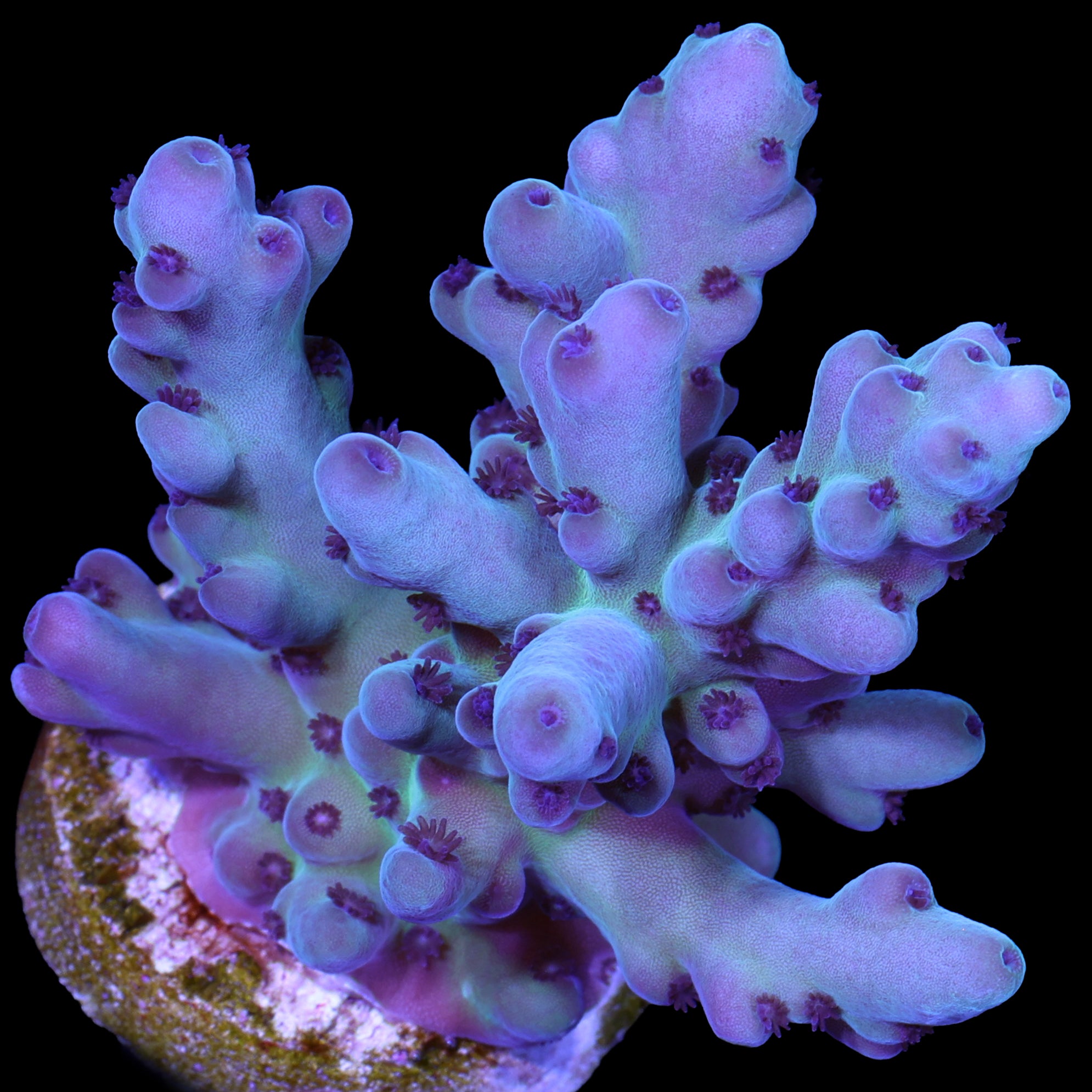 Blue Dream Acropora Coral - Chunky Frag