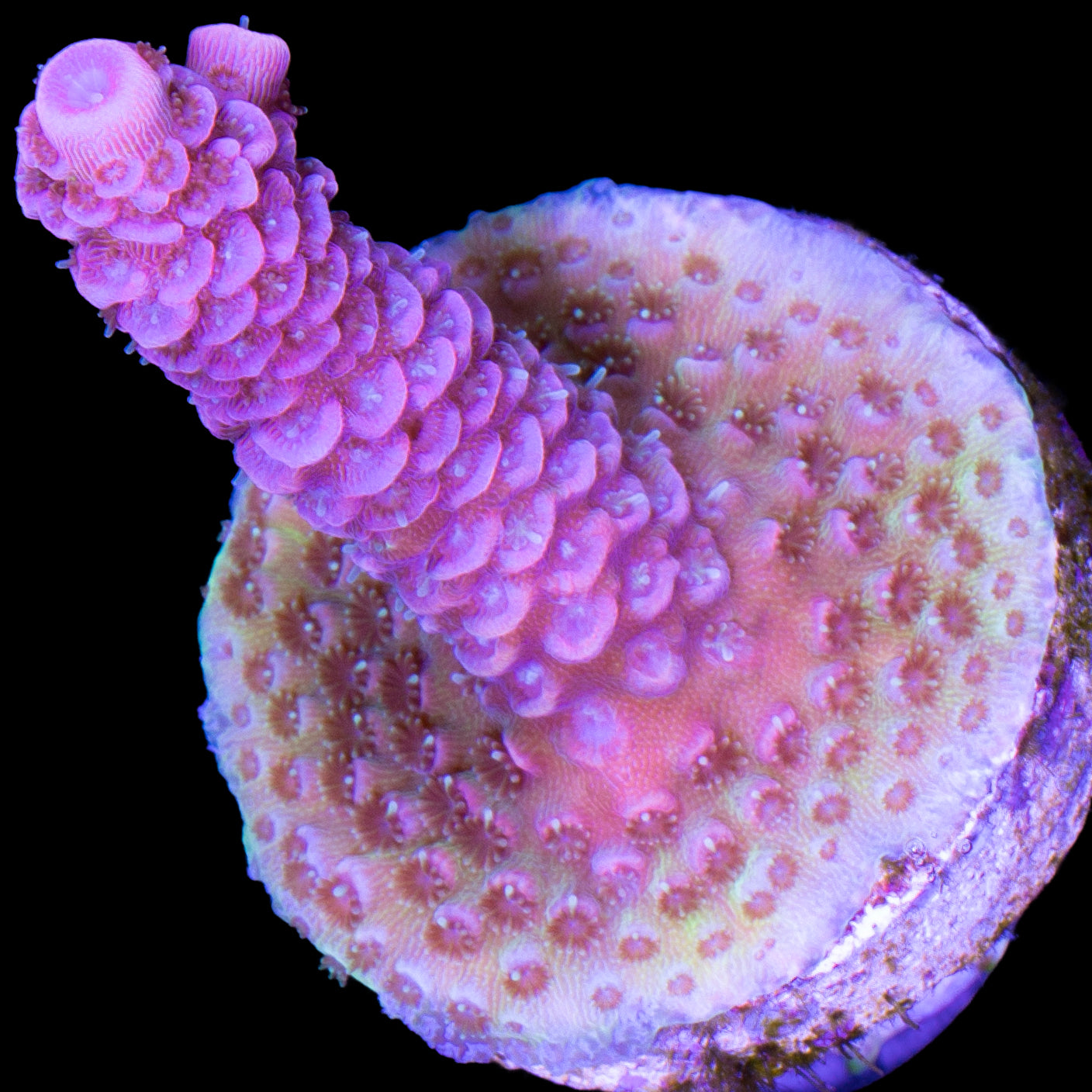 Pink Millepora Acropora Coral