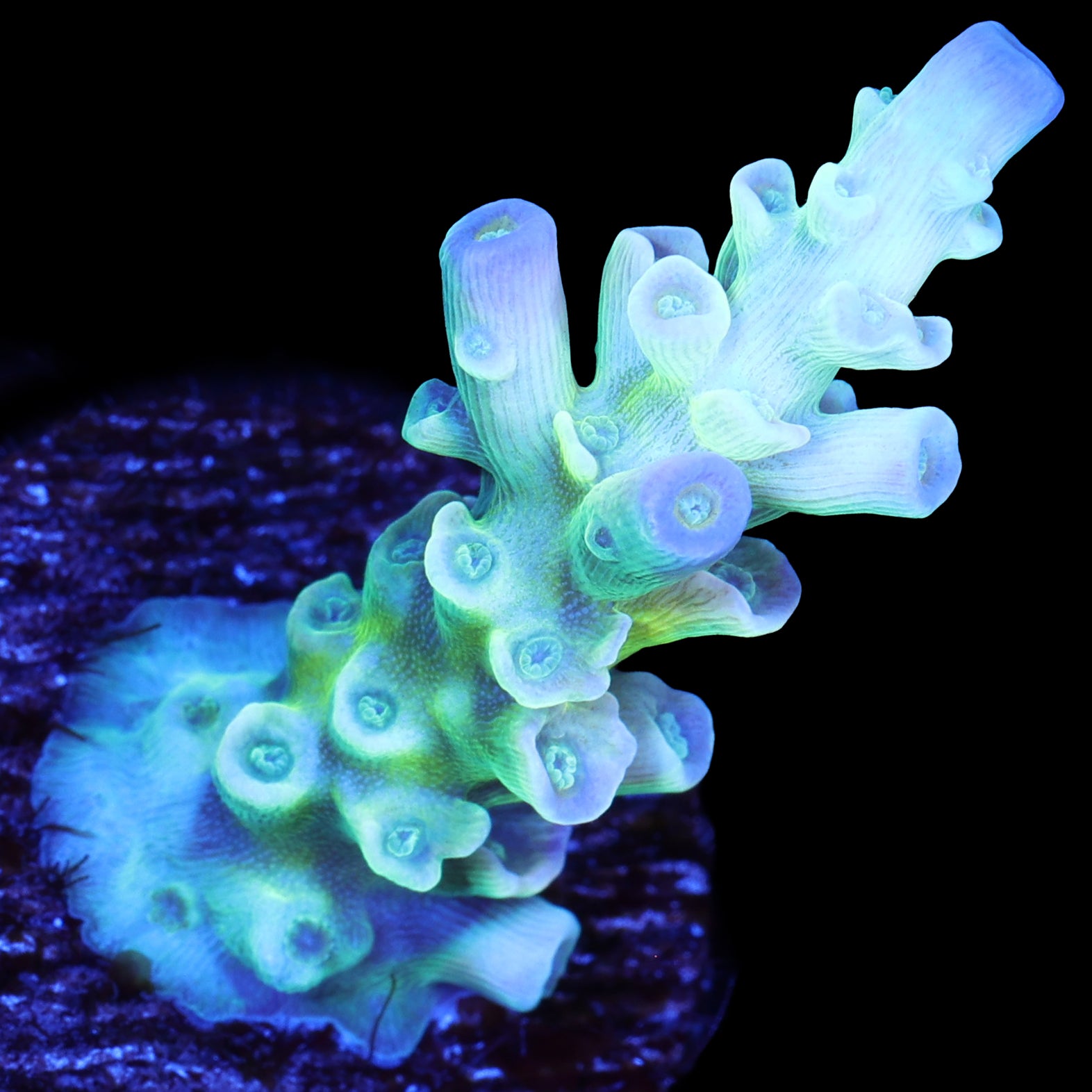 Ice Queen Tenuis Acropora Coral - 800 grown